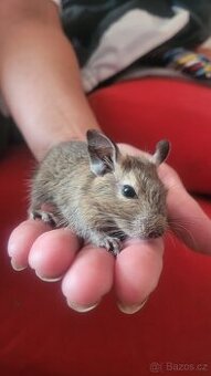 Osmák degu