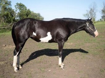 Překrásná 2letá kobyla AMERICAN PAINT HORSE - Black Overo