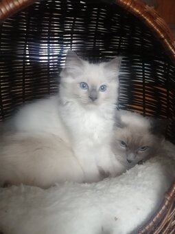 Ragdoll