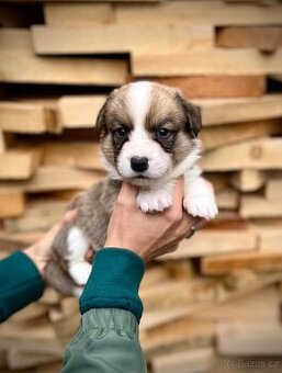 Welsh corgi cardigan s PP