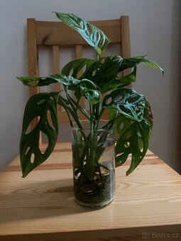 Zakořeněné řízky monstera adansonii