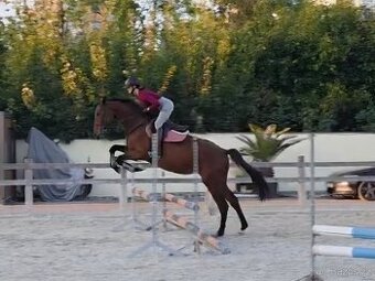 Mladý sportovní valach i luxusní hobby koník