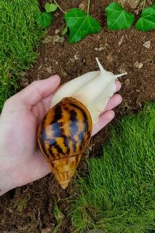 Africký šneci Achatina Nigeria Albino body