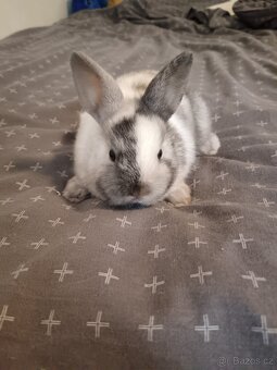 Zakrslý králík králíček - 1