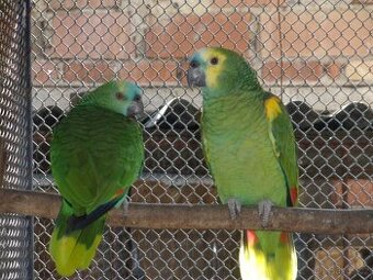 Amazoňan modročelý