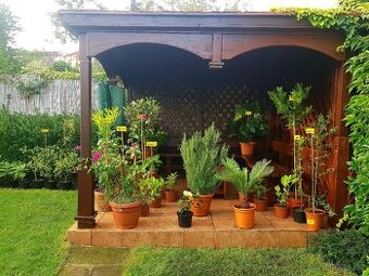 rostliny do zimní zahrady, zimní zahrada, oranžerie