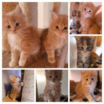 Mainská mývalí koťátka bez PP