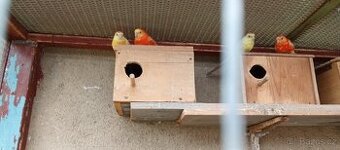 Prodám papoušky zpěvavé