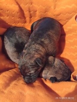 Německý ovčák štěňata