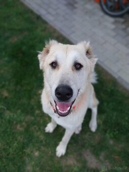 Středoasijský pastevecký pes