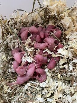 Prodám myší holátka