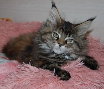 Mainská mývalí kočka