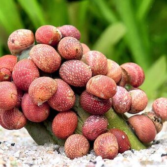 Clithon sowerbianum 'Pink lady'