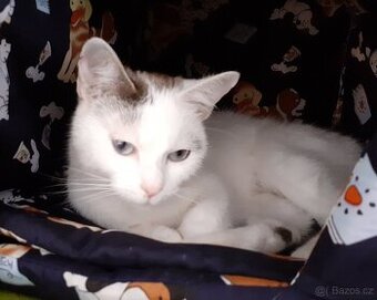 Mazlivá bílá kočička s mouratými znaky 1,5roční Miši