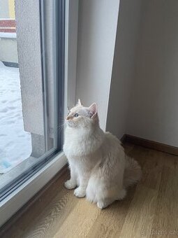 Krytí kocourkem Ragdoll Red Mitted bez PP