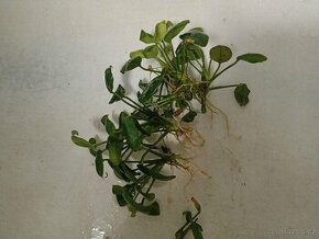 Akvarijní rostlina anubis zakrslý