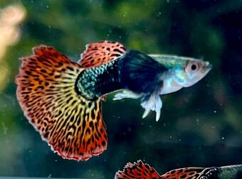Guppy farma Senohraby