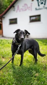 Vendelína - kříženec malý, hodná holka