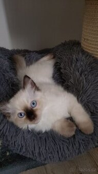 Ragdoll