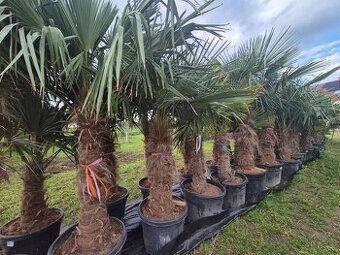 Trachycarpus fortunei – mrazuvzdorná palma  100/125