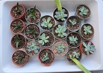 Echeveria a haworthia