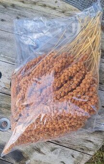 Senegalské proso v klasech červené 15 kg.
