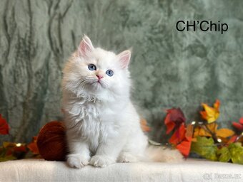 Něvská maškaráda s PP