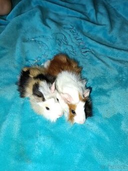 Rozetové morčátka samečci