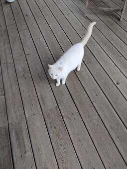 Darujeme 1,5 roku starou kočičku