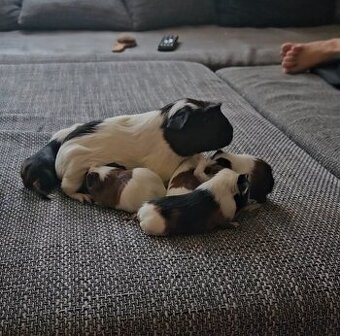 Miminka morčátek, trikolóra, bikolóra