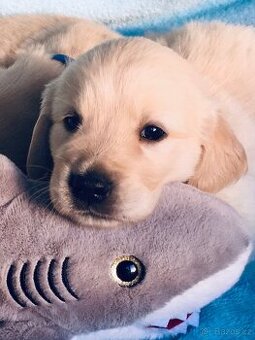 Zlatý retrívr s PP