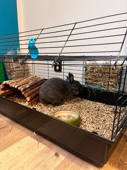 Králík ( samička )