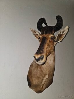 Výprodej starožitností