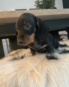 Jezevčík trpasličí