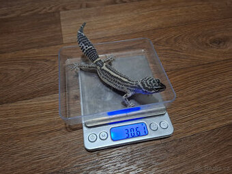 Gekončík noční (Eublepharis macularius) - Black night