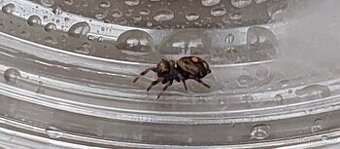 Skákavka Královská ( Everglades )