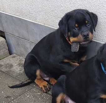 Rottweiler s průkazem původu (FCI)