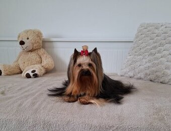 Jorkšírský terier fenka