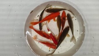 Koi karas – mix barev a druhů 10–20 cm