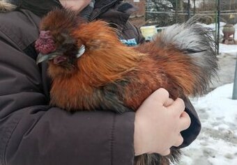 Kohoutek hedvabnicky