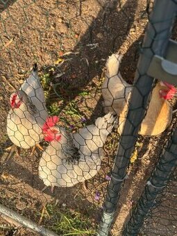 Kurnik, voliéra, automatická dvířka na kurnik + 5 slepic