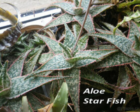 Zakrslé Aloe a jiné sukulenty