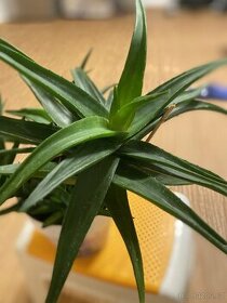 Aloe vera - 1