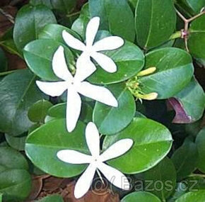Carisa, exotická vonná rostlina s krásnými zelenými listy. - 1
