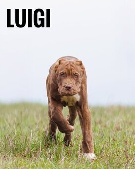 Bandog