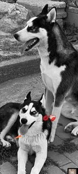 Daruji krásné Husky sibiřský