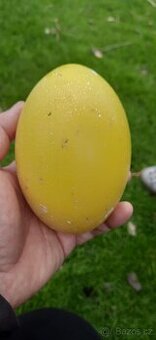 Vejce pštrosa Nandu
