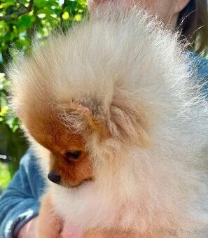 Nabízím jako domácího mazlíčka pomeraniana pejska