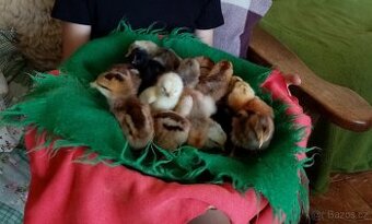 Prodám nasadová i užitková vajíčka