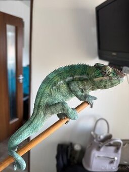 Chameleon pardálí Nosy be